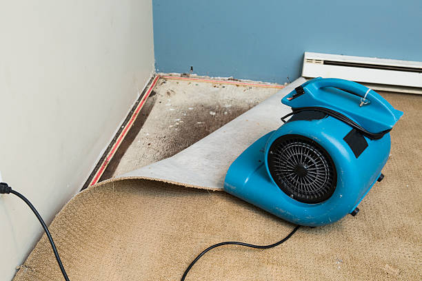 Best Mold removal after water damage  in Port Jefferson Station, NY